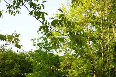 Hara Weddings & Events