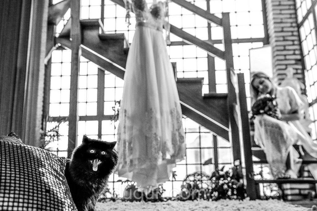 Fotoğrafı Efsane Kılan Kedi