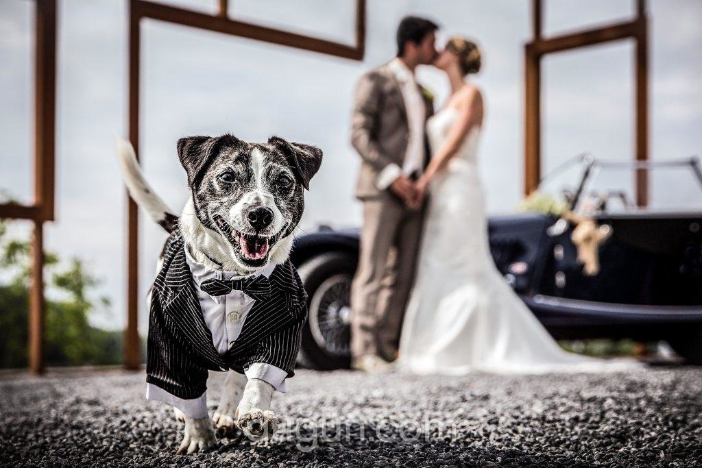 Smokinli Köpek Asaleti