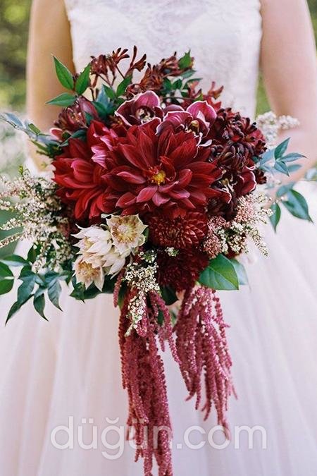 Kırmızı Gelin Çiçeği