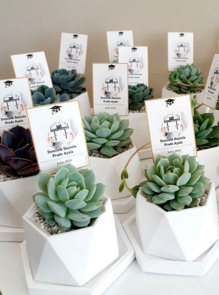 NSH-48-26 Tohum/fidan Nikah Hediyelik